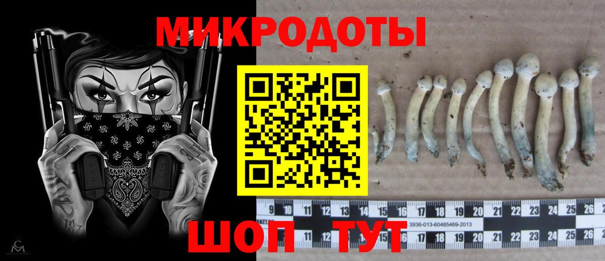 Галлюциногенные грибы Psilocybe Нижний Новгород